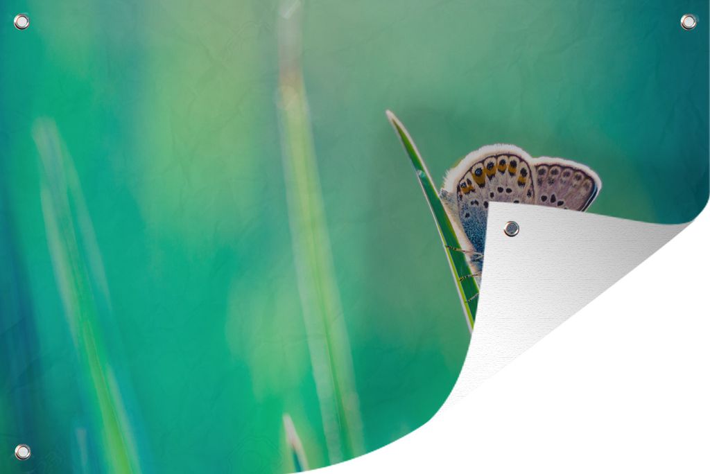 MuchoWow 60x40 cm Outdoor-Poster Gartendeko Sichtschutz Garten Poster für den Garten Schmetterling - Gras - Licht