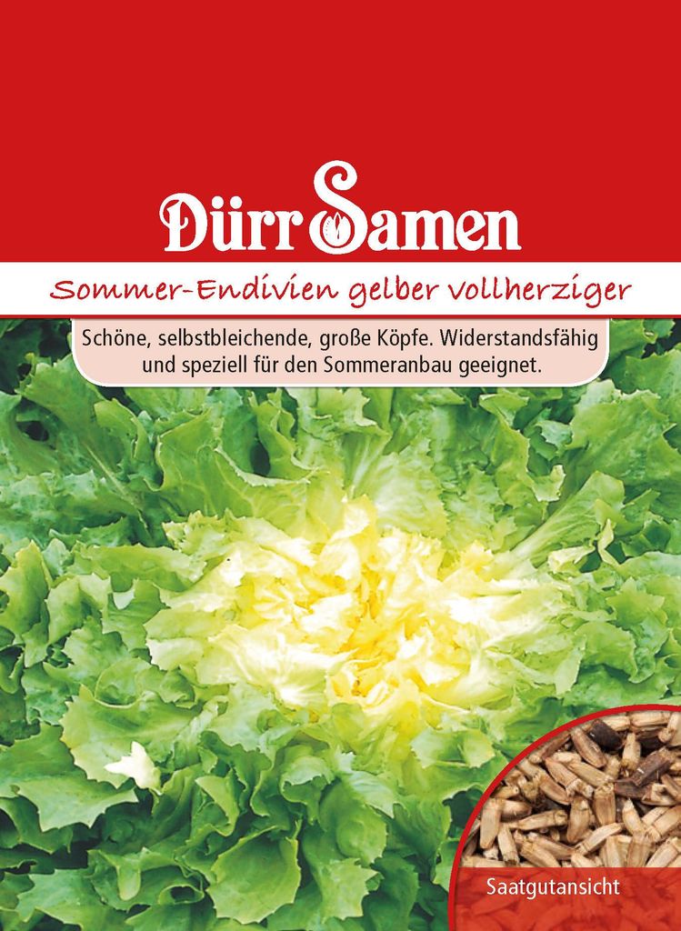 Sommerendivien Gelber Vollherziger | Sommerendiviensamen Produktbild 