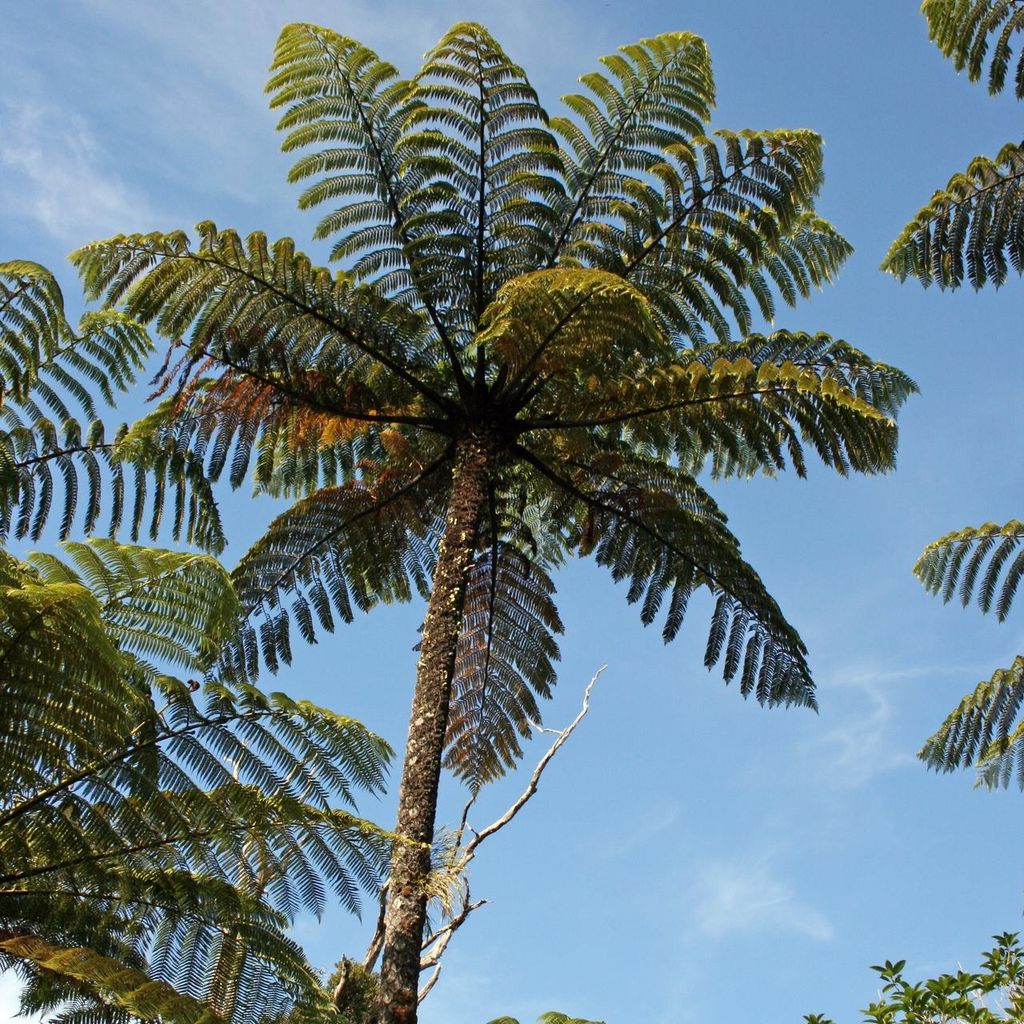 Schwarzer Baumfarn (Cyathea medullaris) - 1 Portion Sporen