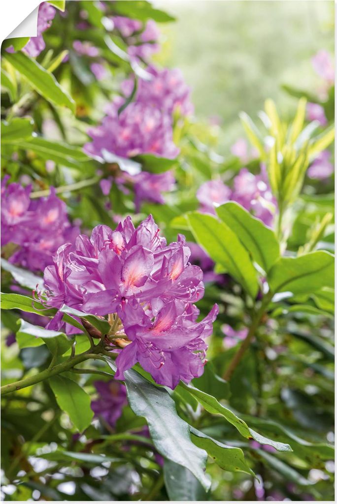 ARTland Poster Pink Rhododendren Größe: 60x90 cm