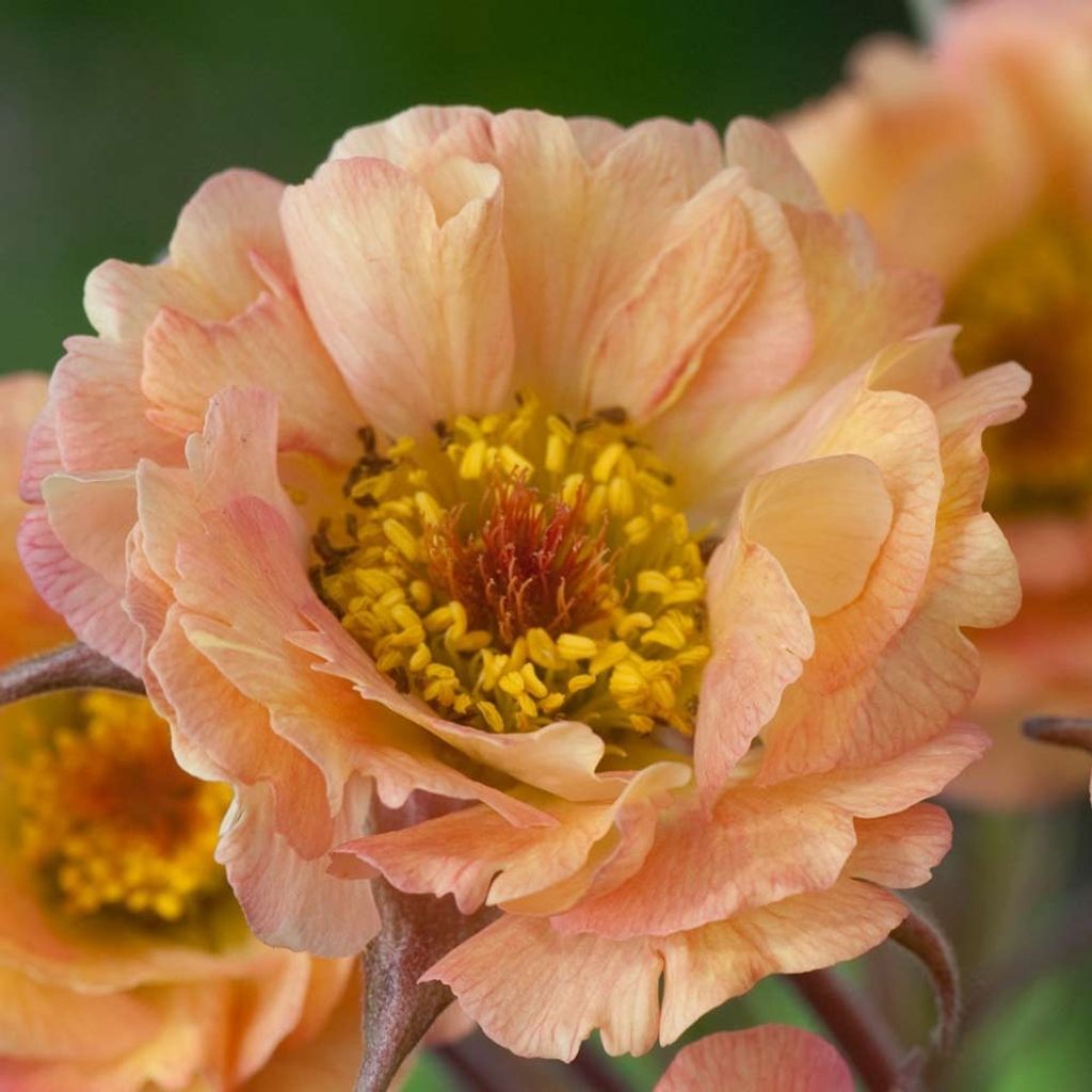 10 x Geum Hybride 'Mai Tai' (Nelkenwurz) SEHR BIENENFREUNDLICH / Stauden/Winterhart - Stauden Gänge