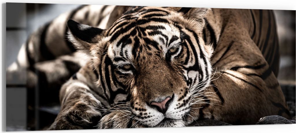 DEQORI Glasbild Acryl 125x50 cm 'Ruhender Bengal Tiger' Wandbild Bild modern Deko