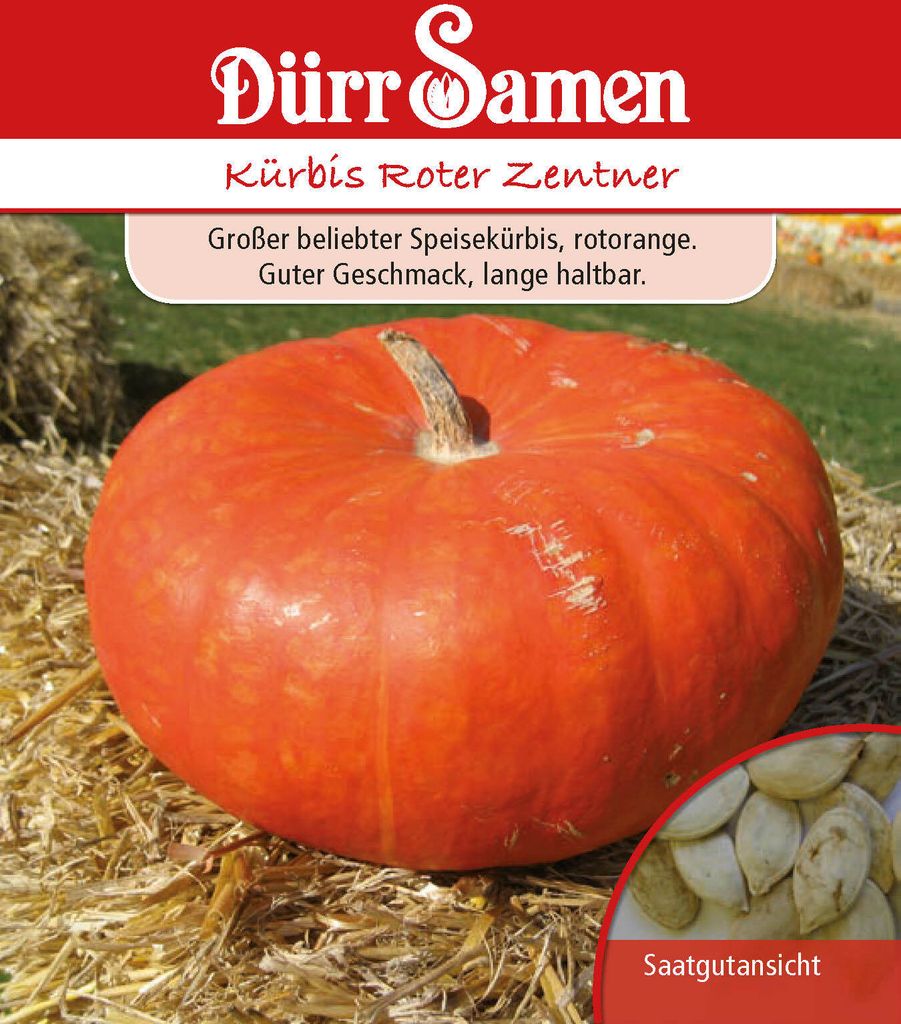 Kürbis Roter Zentner | Kürbissamen von Dürr Samen Produktbild 