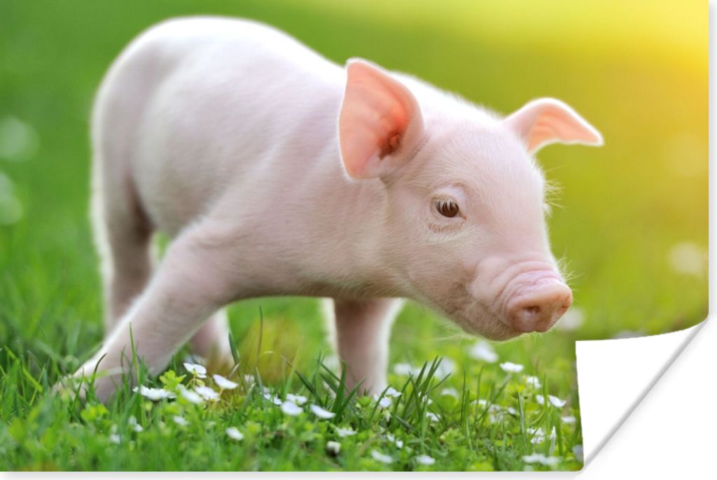 MuchoWow Poster Tiere - Ferkel - Schwein 120x80 cm - Bilder