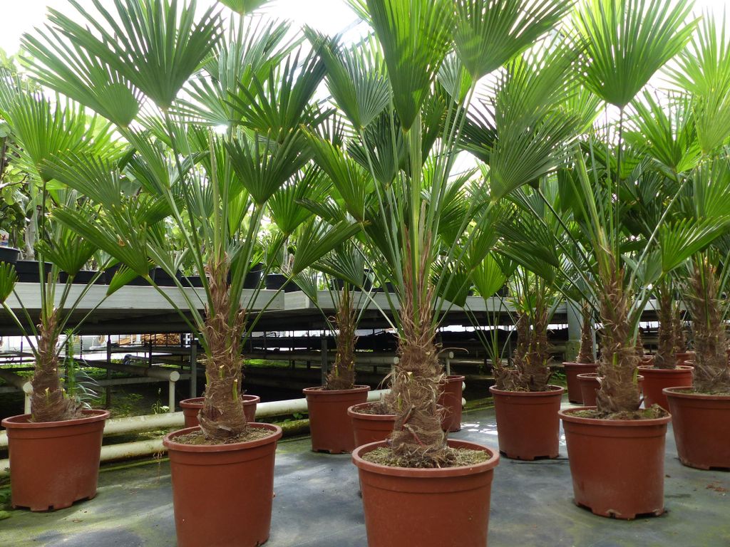 Palme winterhart 150 - 180 cm Trachycarpus Wagnerianus Produktbild 