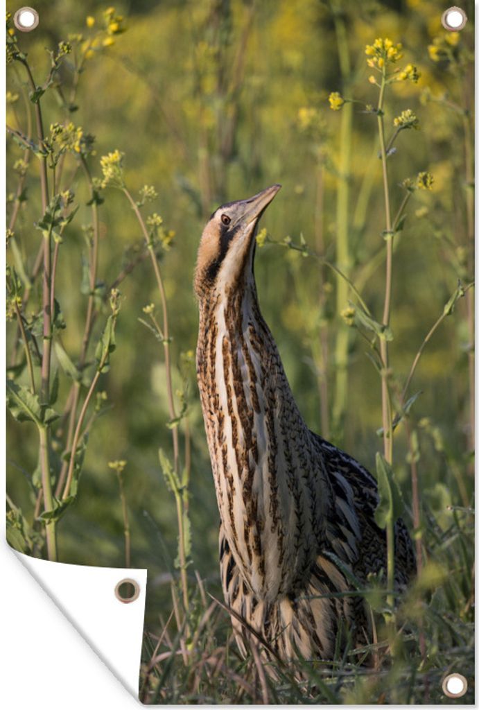 MuchoWow 40x60 cm Outdoor-Poster Gartendeko Sichtschutz Garten Poster für den Garten Eine Rohrdommel sitzt auf der Wiese
