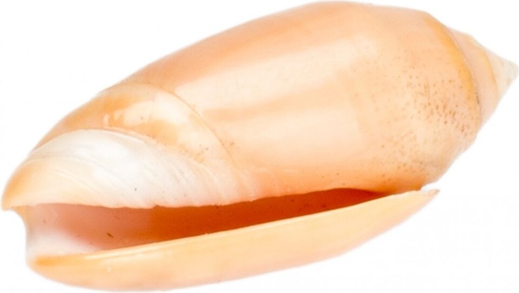 Oliva amethystina, Größe ca. 4-5cm | Oliven-Schnecke