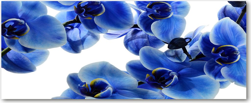 Tulup Leinwandbild - 125x50 cm - Wandkunst - Drucke auf Leinwand - Leinwanddruck - Blumen & Pflanzen - Blau - Blaue Orchidee