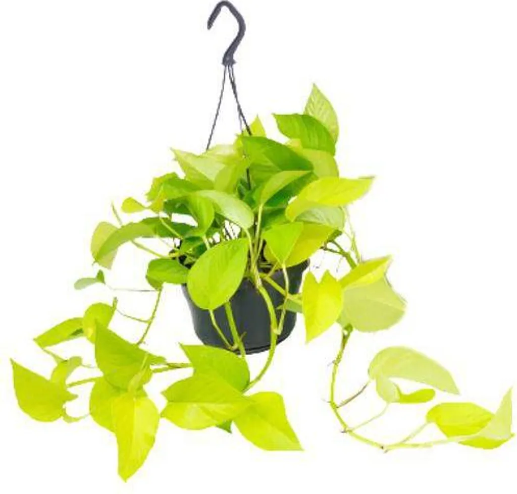Pothos Epipremnum Doré Plante d'Intérieur Facile en Suspension 15cm
