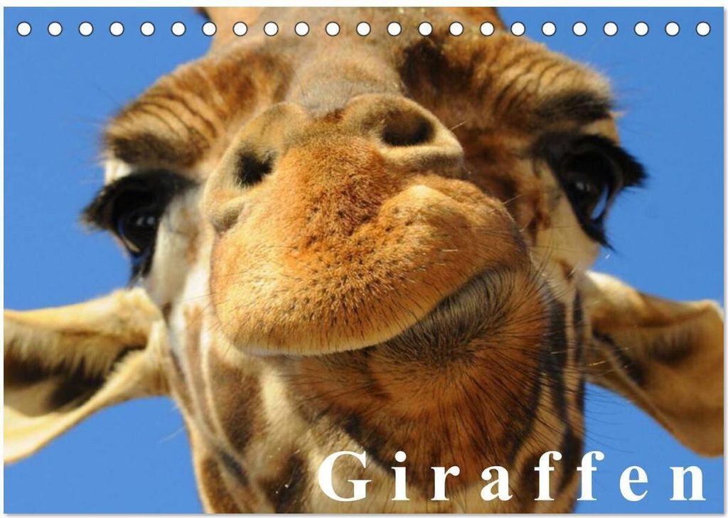 Giraffen / Geburtstagskalender (Tischkalender 2026 DIN A5 quer), CALVENDO Monatskalender