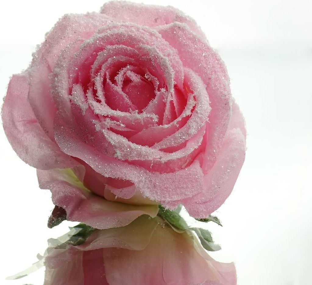 Rosenblüte Rosa beeist mit Krokodilklemme Ø 10 cm - Kunstblumen