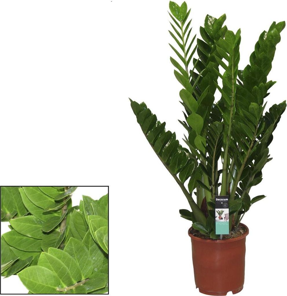 Zamioculcas Zamiifolia Zanzibar 110-120 cm Lucky feather Obrázek produktu 