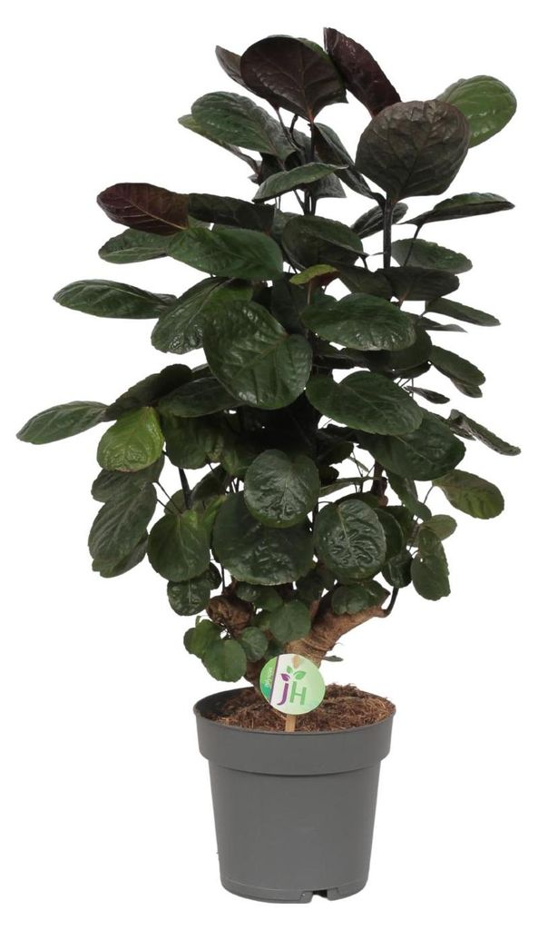 Polyscias Scutellaria Fabian - 50-60cm - Ø19cm - Zimmerpflanze - Immergrün