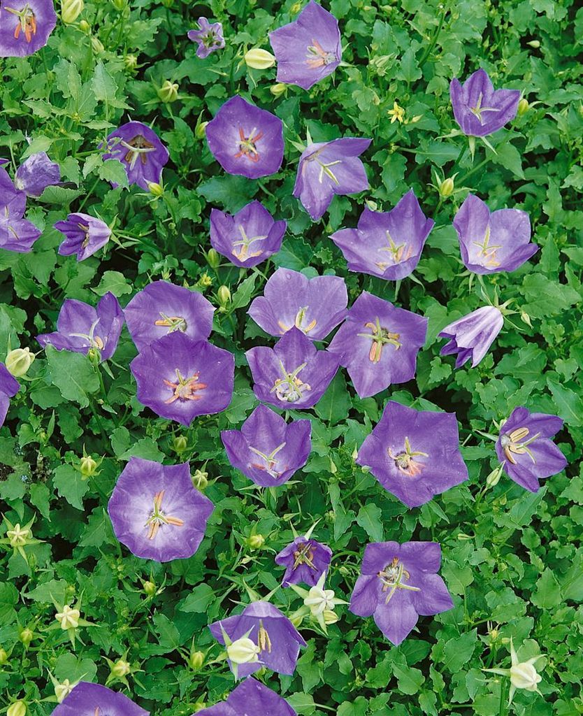 Campanula carpatica 'Blaue Clips', Glockenblume, blau, ca. 9x9 cm Topf
