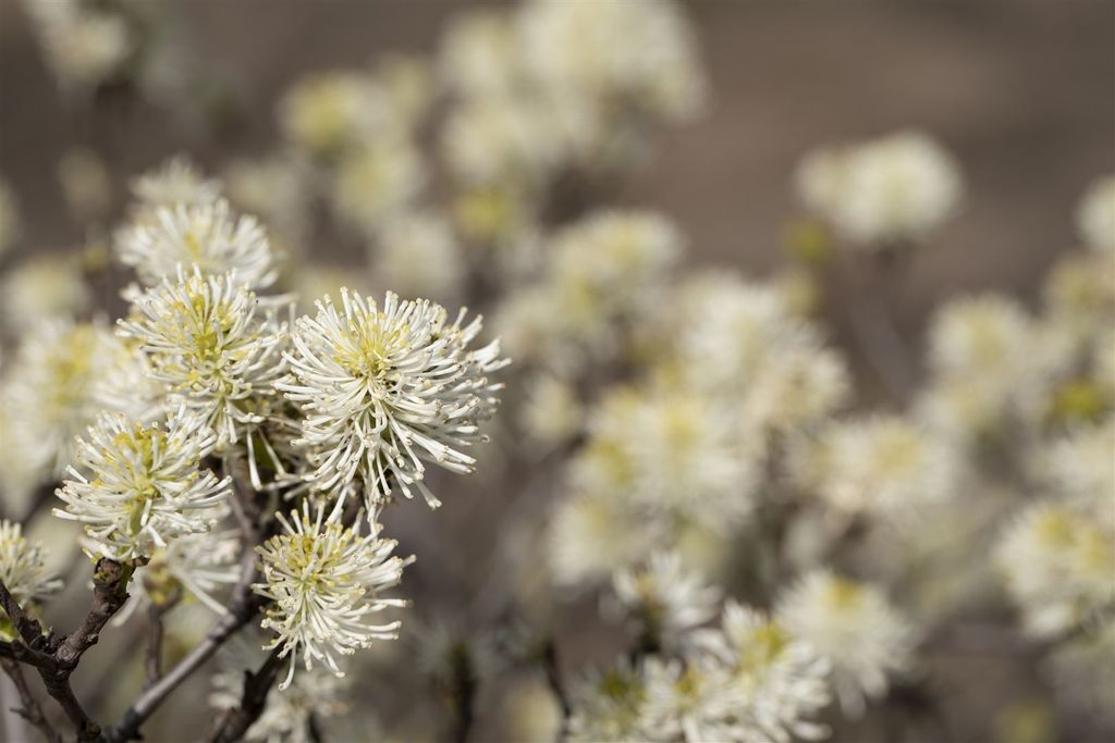 Fothergilla major, Federbuschstrauch, weiß, 20–30 cm