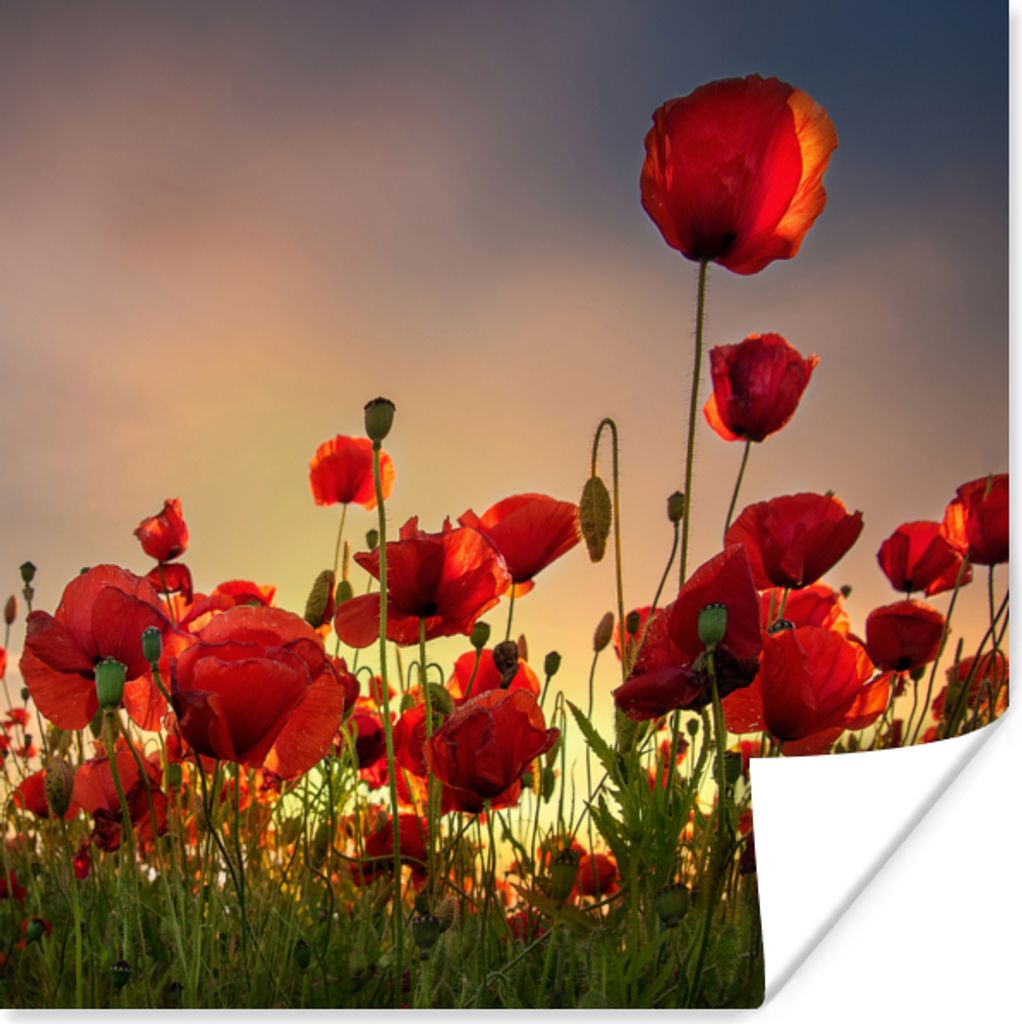 MuchoWow Poster Bunter Himmel über einem Mohnblumenfeld in Dänemark 50x50 cm - Wohnzimmerdekoration
