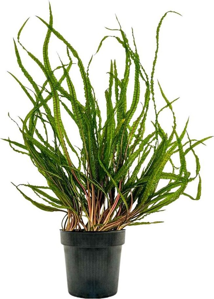 Mutterpflanze Aquariumpflanze Cryptocoryne Balansae Nr.309B Produktbild 