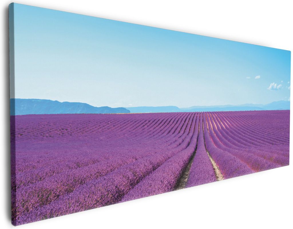 Wallario Premium Leinwandbild Lavendelfeld unter blauem Himmel in Größe 60 x 150 cm