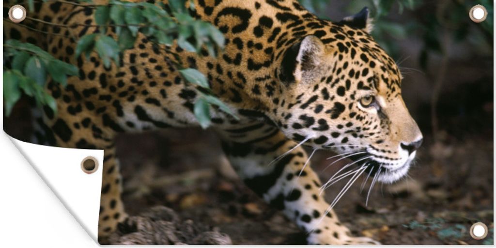 MuchoWow 60x30 cm Outdoor-Poster Gartendeko Sichtschutz Garten Poster für den Garten Schleichender Jaguar im Wald