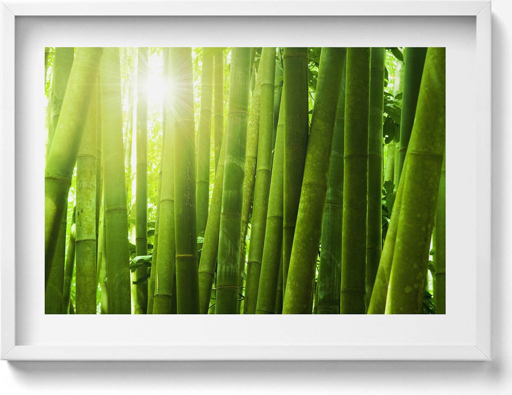 Grüne Bambushalme– Wandbild mit Rahmen – Gerahmtes Bild – Wanddekoration – 70x50 cm – Weiß Rahmen