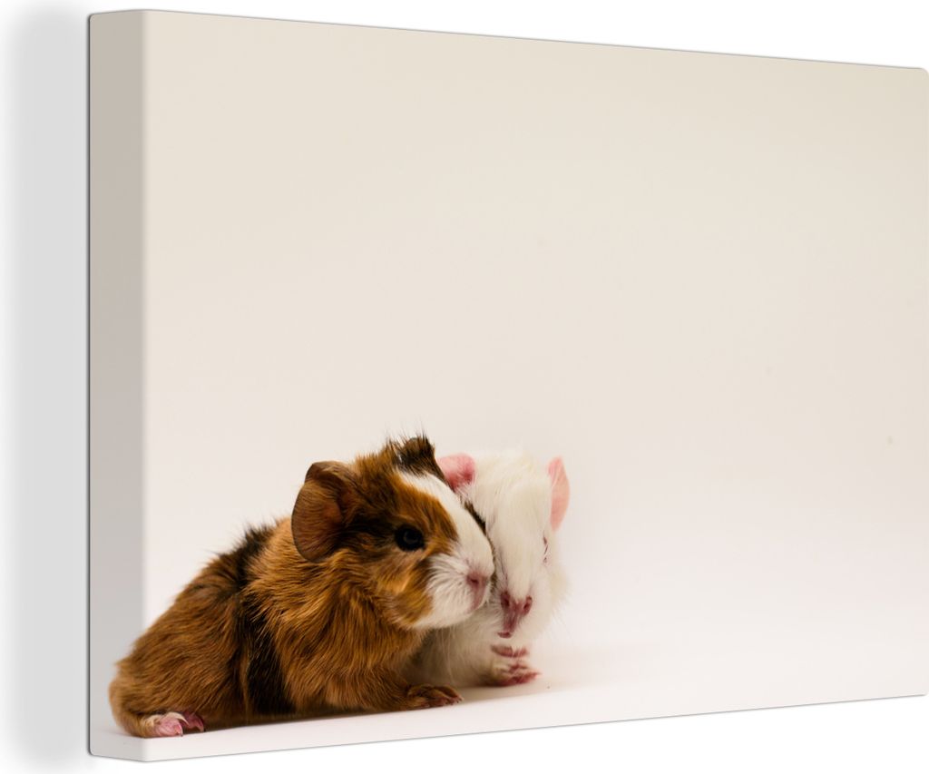 OneMillionCanvasses - Leinwandbilder - 140x90 cm, Zwei knuddelige, einen Tag alte Baby-Meerschweinchen, Wandbilder Kunstdruck Wanddekoration
