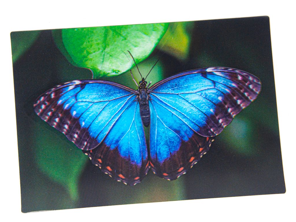 3D Postkarte Blauer Morphofalter Produktbild 