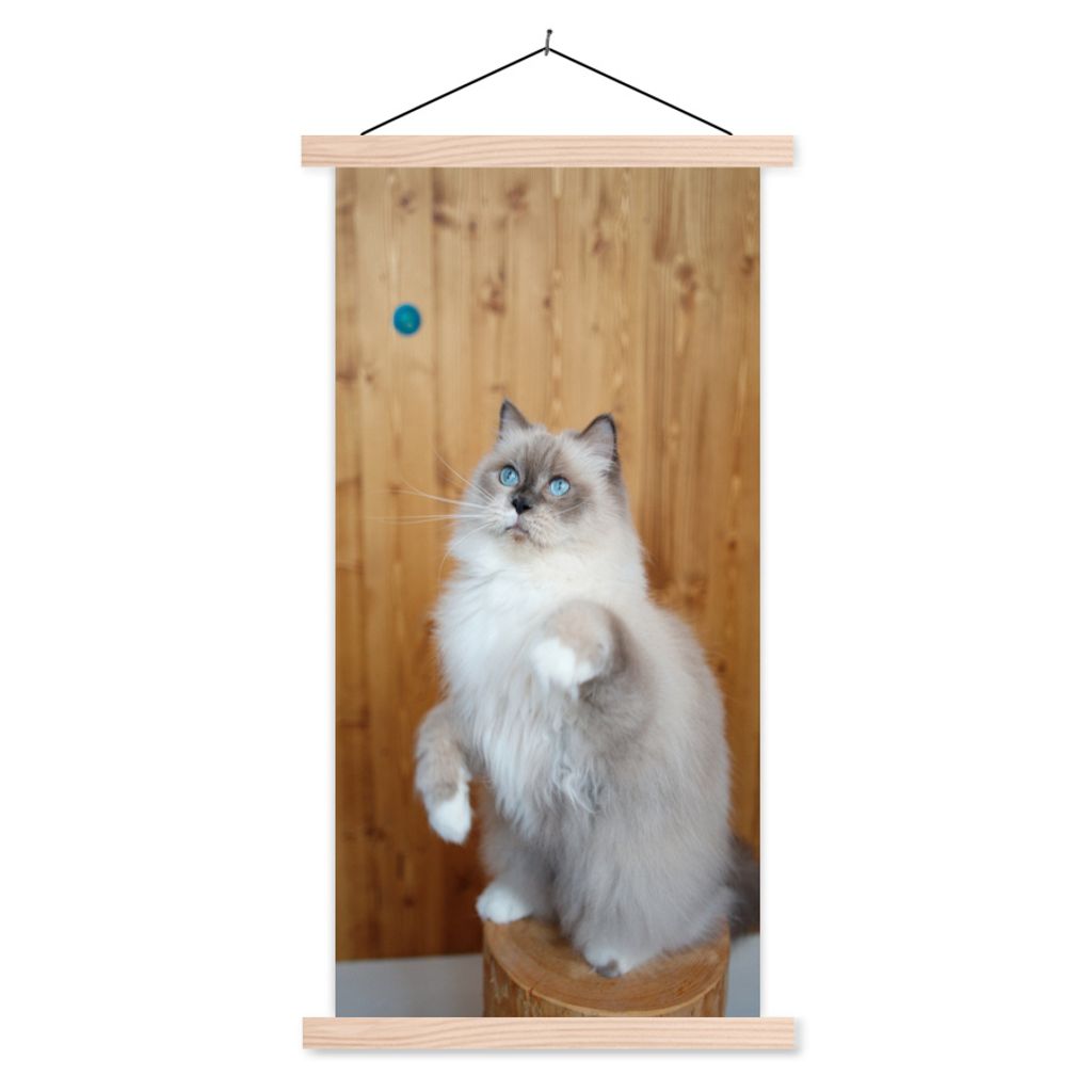 MuchoWow Textilposter Eine Ragdoll spielt mit einem blauen Ball 60x120 cm mit holzfarbenen Rahmen - Holz