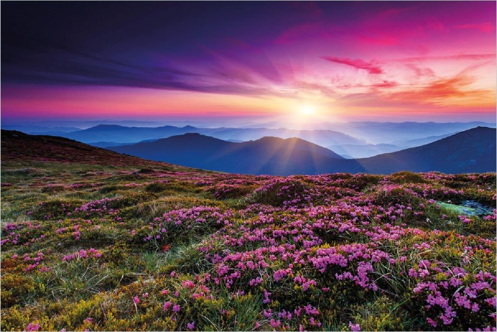 Wallario selbstklebendes Poster - Blumenbedeckte Wiese bei Sonnenuntergang, Größe: 100 x 150 cm