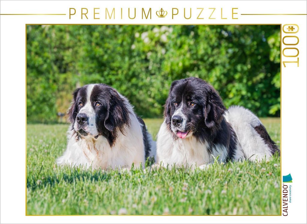CALVENDO Puzzle Ein Dreamteam | 1000 Teile Lege-Größe 64x48cm Foto-Puzzle für glückliche Stunden