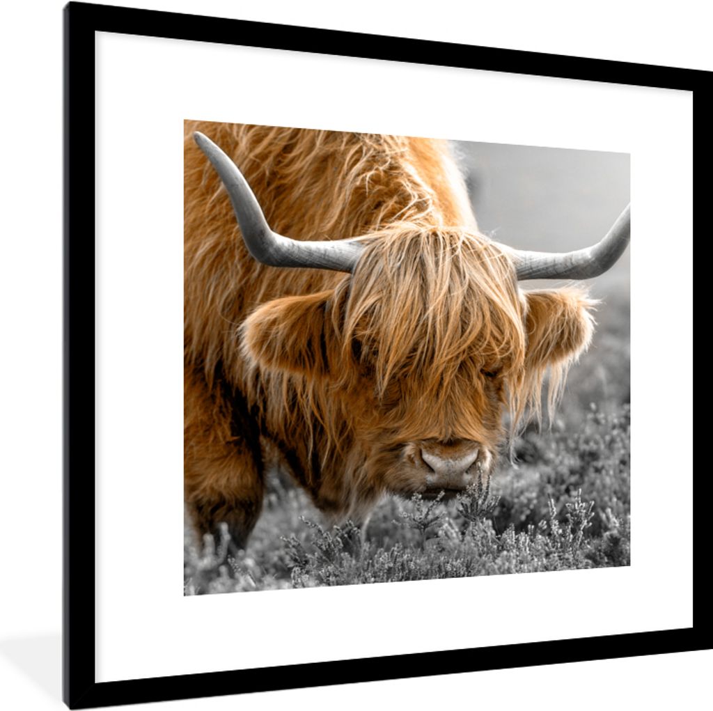MuchoWow Gerahmtes Poster Scottish Highlander - Pflanzen - Schwarz - Weiß 40x40 cm - Poster mit Schwarzem Bilderrahmen Wandposter Rahmen Foto Bi...