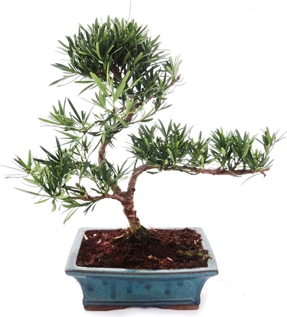 Outdoor Bonsai Podocarpus - Cis drobnolistny 20cm Zdjęcie produktu 