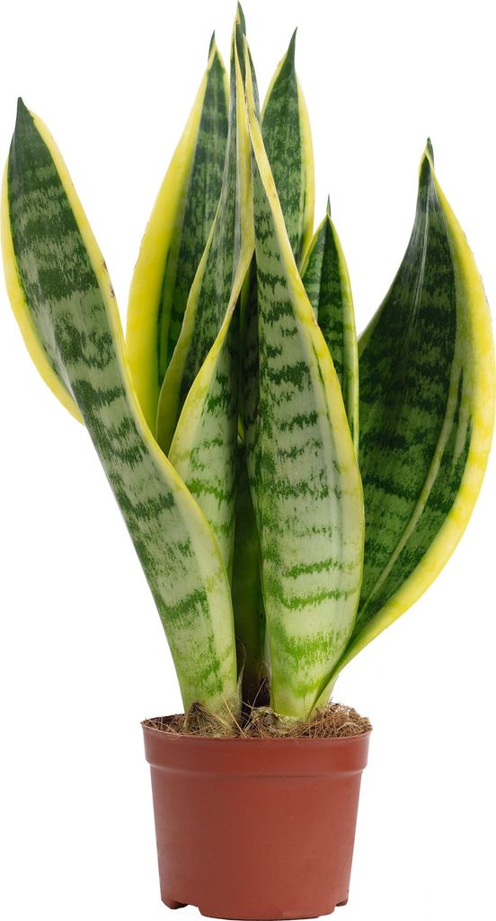 Bogenhanf als Raumluftverbesserer – Sansevieria trifasciata Produktbild 