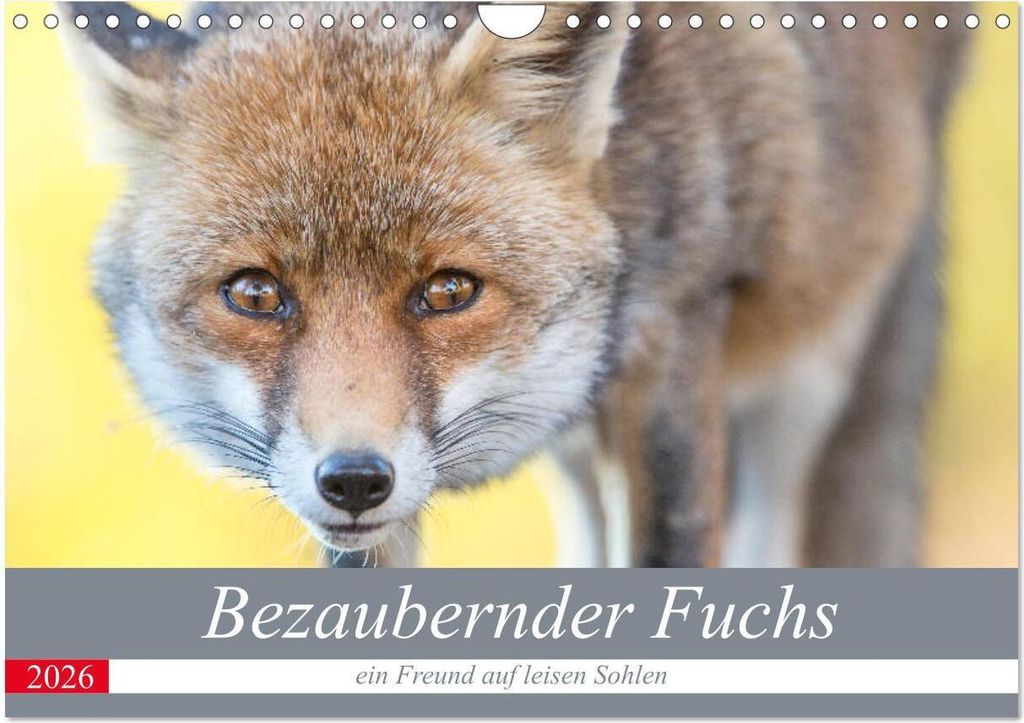Bezaubernder Fuchs - ein Freund auf leisen Sohlen (Wandkalender 2026 DIN A4 quer), CALVENDO Monatskalender