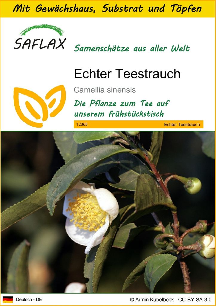 SAFLAX Anzucht Set - Echter Teestrauch - Camellia sinensis Produktbild 