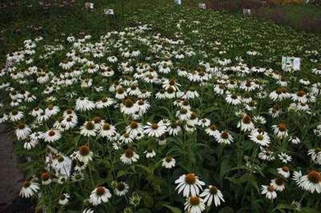 6 x Echinacea purp. 'Baby Swan White' - Sonnenhut - Topf 9 x 9 cm