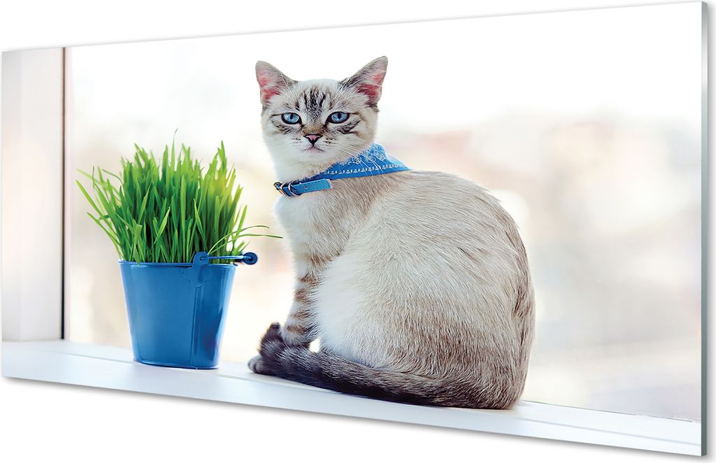 Glasbilder 100x50 Wandkunst sitzende Katze