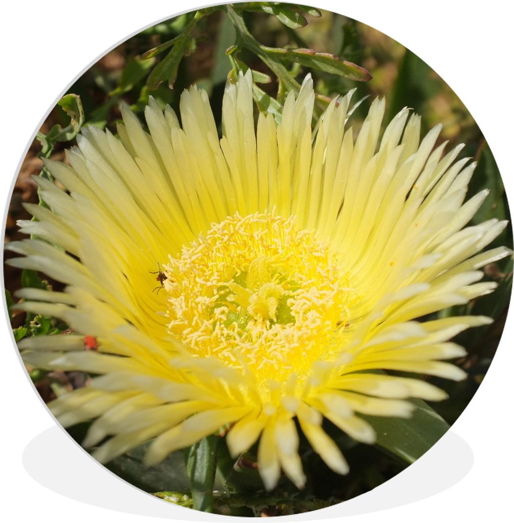 MuchoWow Rundes Wandbild - Runde Bilder Eine gelbe Eispflanzenart Ø 60 cm Kreis Wanddekoration Kunststoff - Wandkreis - Wandschmuck - Wand Kreis...