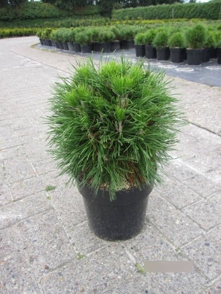 Pinus mugo Varella - Kugelkiefer Varella - 25-30