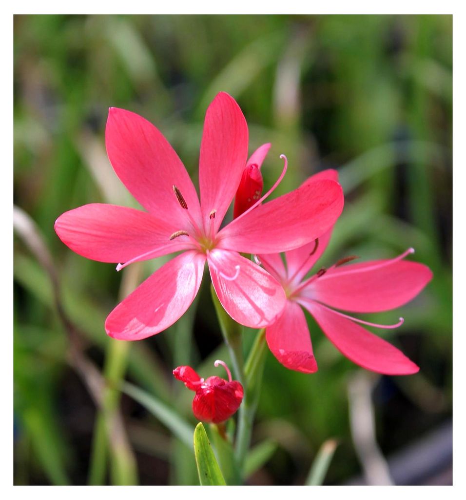 Schizostyles coccinea - Hesperantha - Spaltgriffel - Sumpfgladiole, rosa-rot, weiß - Wassergladiole, Kaffernlilie - 4er-Set im Pflanzkorb