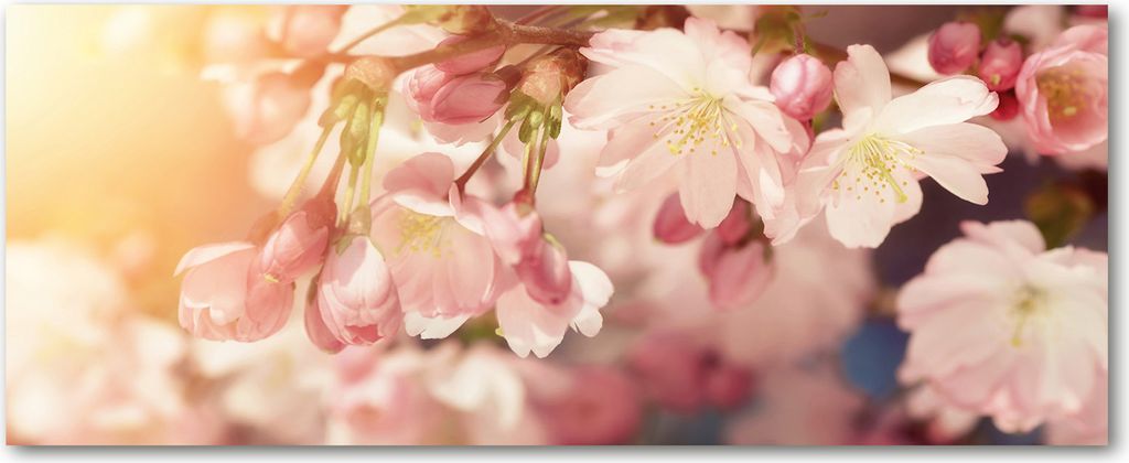 Tulup Küchenrückwand Spritzschutz aus Glas -125x50 -Spritzschutz auf gehärtetes Glas Deko Blumen & Pflanzen Kirschblüten