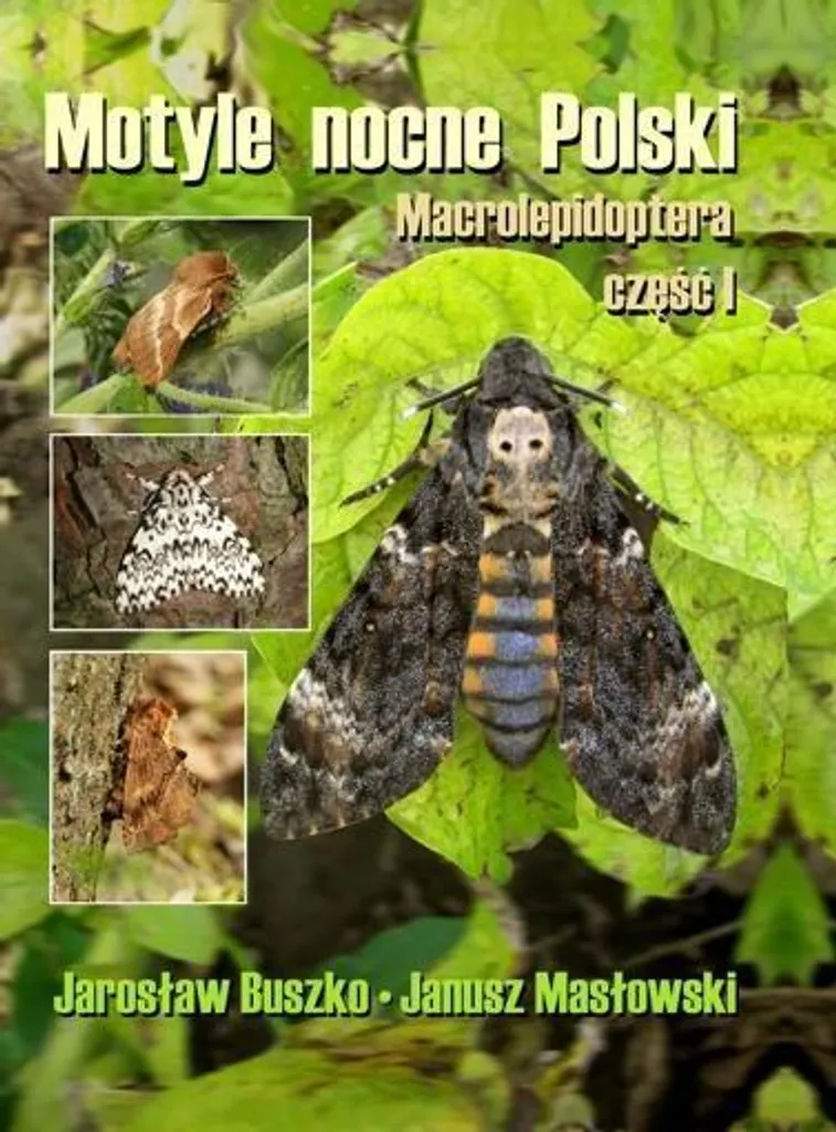 Livre Motyle nocne Polski Macrolepidoptera cz. I TW Buszko Relié