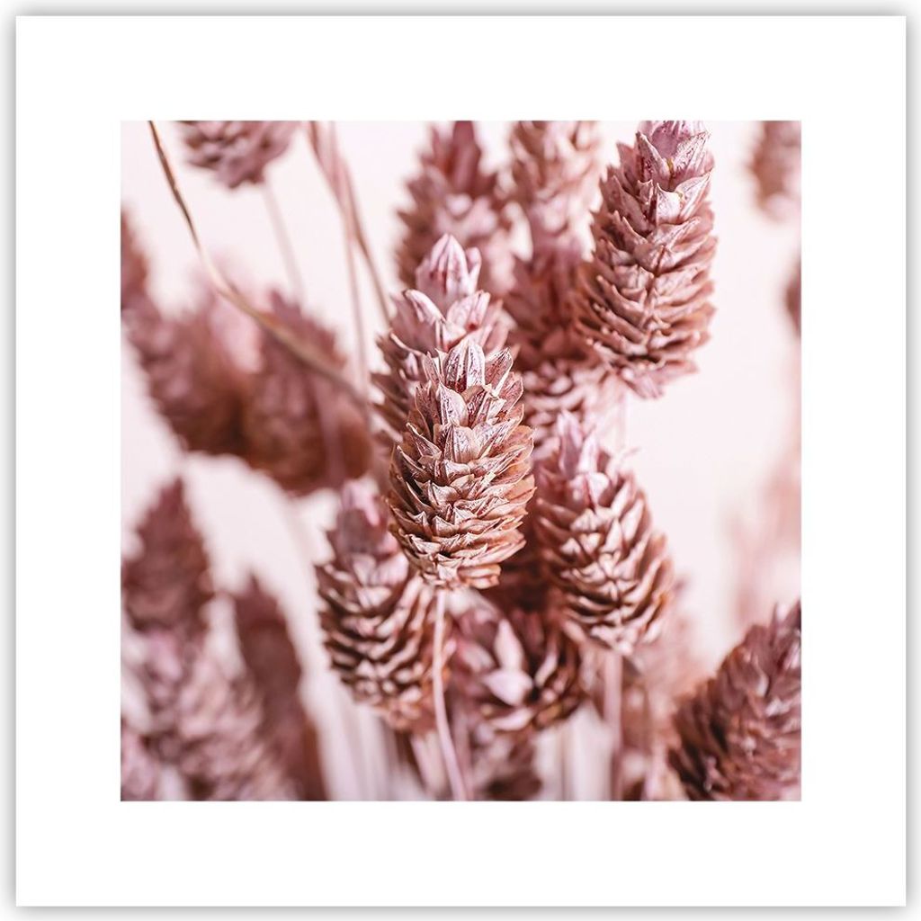 Poster - Poster ohne Rahmen - Getrocknet Blume Eco - 30x30 cm - Wand Bild - Wanddeko - Wandbilder - Kunstposter - Wandposter - Bilder - Kunstdruck ...