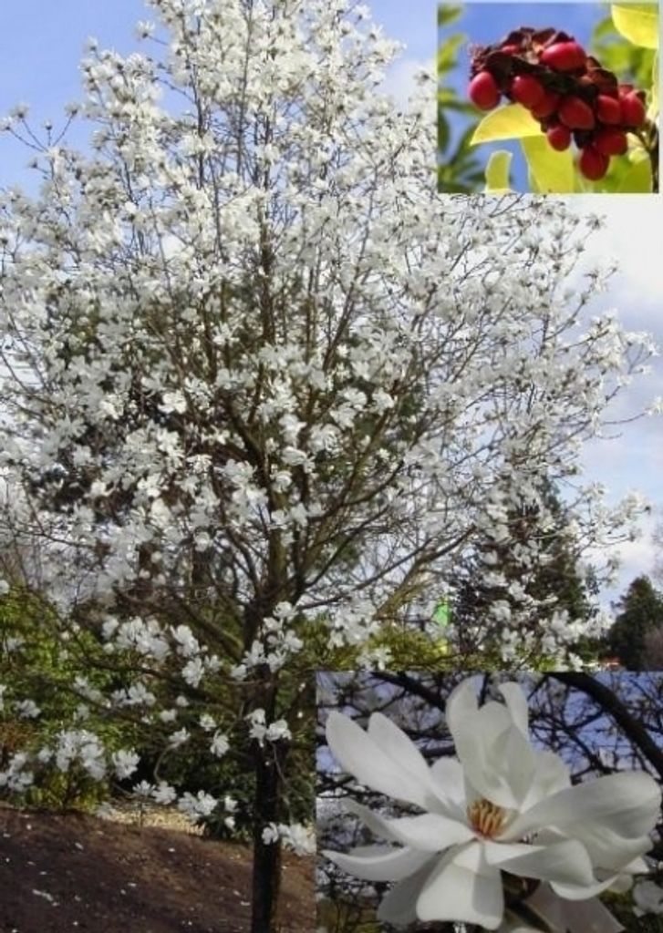 Sternmagnolie Merrill - Magnolia x loebneri Merrill - Tulpenbaum - 40-60