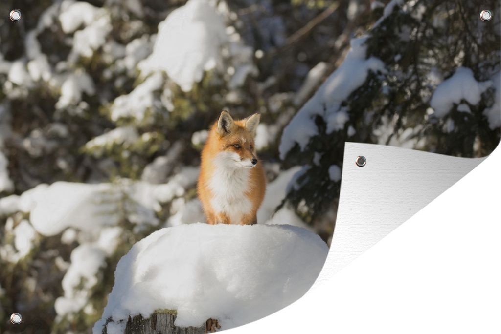 MuchoWow 120x80 cm Outdoor-Poster Gartendeko Sichtschutz Garten Poster für den Garten Fuchs - Schnee - Baum