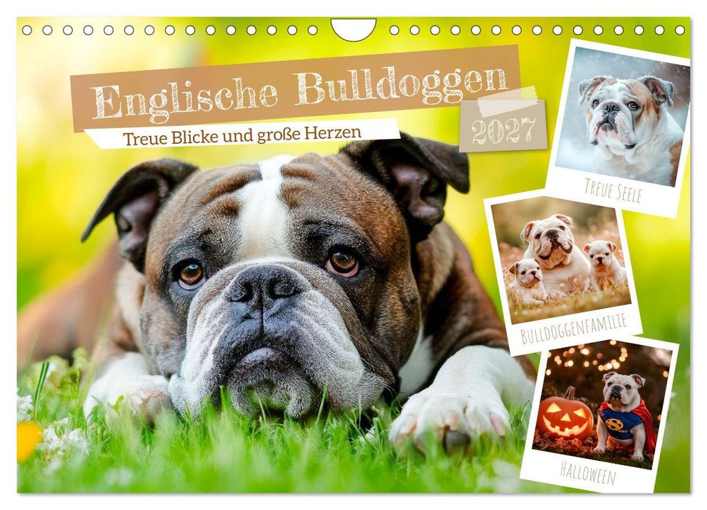 Englische Bulldoggen - Treue Blicke und große Herzen (Wandkalender 2027 DIN A4 quer), CALVENDO Monatskalender