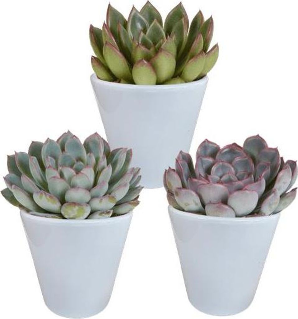 Steinrose Echeveria Mix 3 Pflanzen Ø8,5cm im weißen Übertopf Sukkulenten robust
