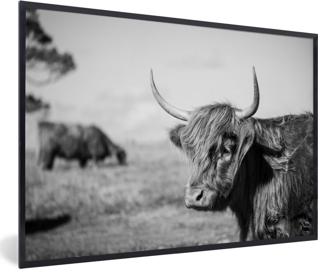 MuchoWow MuchoWow Gerahmtes Poster Schottisches Hochlandrind - Tiere - Schwarz - Weiß 30x20 cm - Poster mit zchwarzem Bilderrahmen - Kunstdruc...