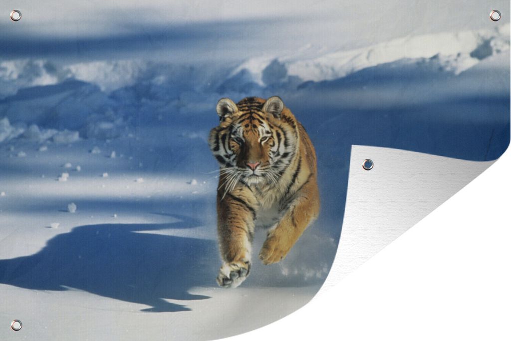 MuchoWow 90x60 cm Outdoor-Poster Gartendeko Sichtschutz Garten Poster für den Garten Tiger - Schnee - Lauf