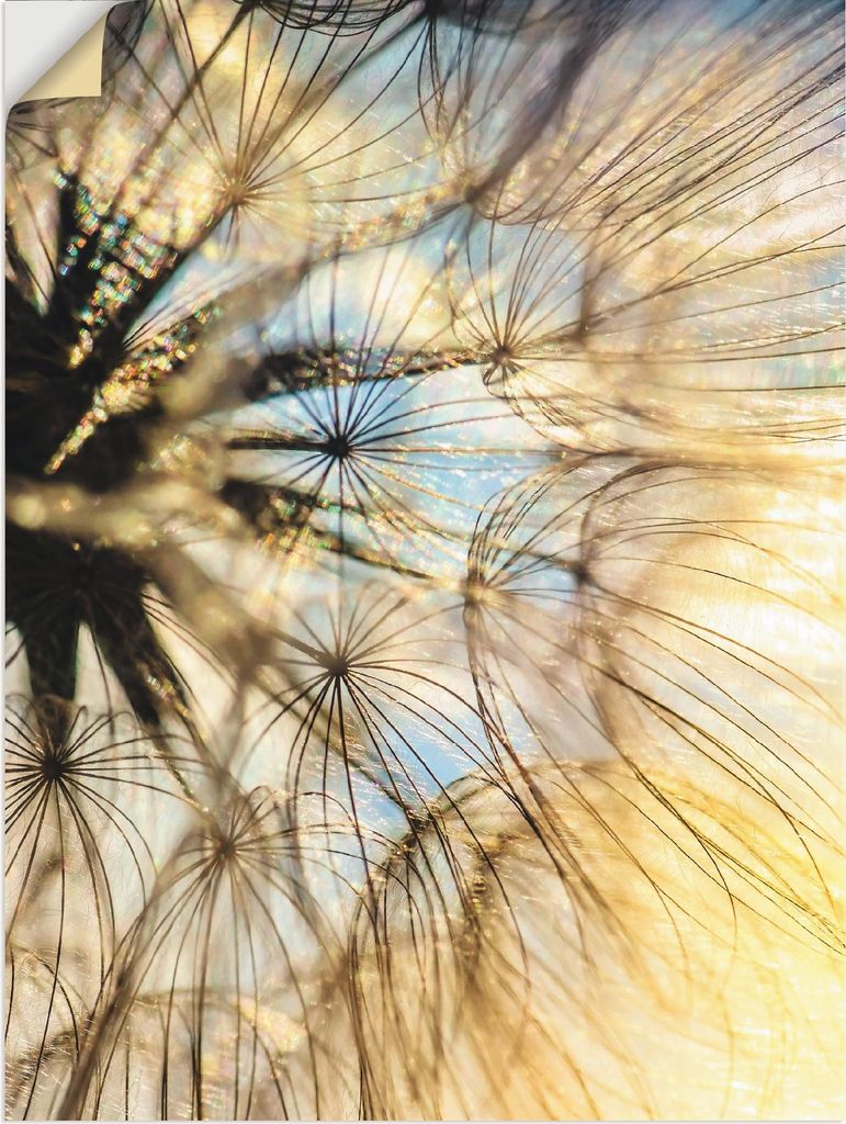 ARTland Wandbild, selbstklebend Pusteblume Poesie Größe: 45x60 cm