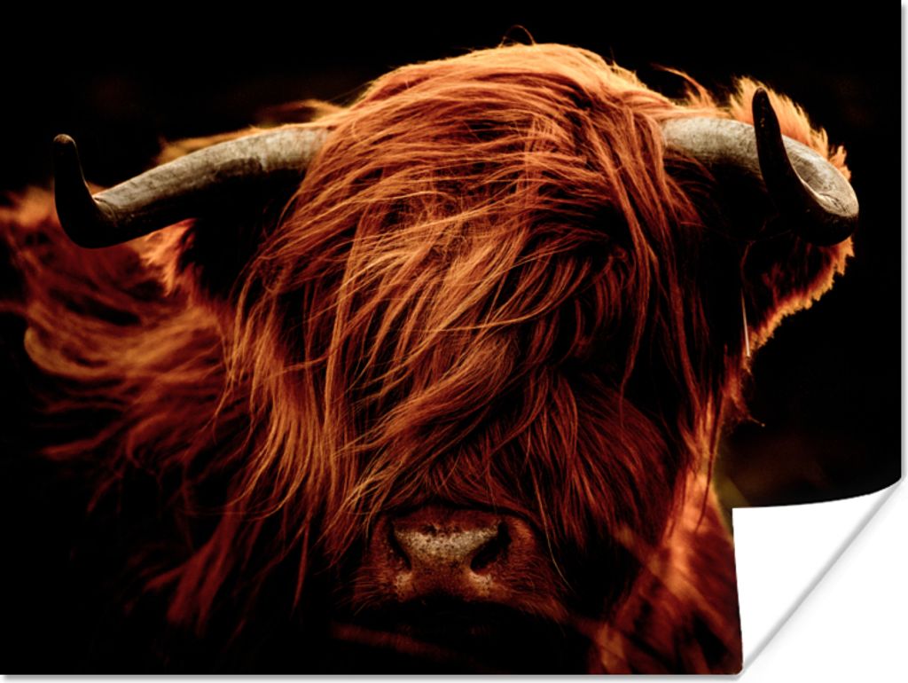 MuchoWow Poster Schottischer Highlander - Kuh - Hörner - Porträt - Tiere 80x60 cm - Kunst für zu Hause